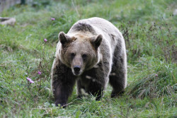 Cantabria aprobar&aacute; el Plan de Recuperaci&oacute;n del Oso antes de que acabe la legislatura