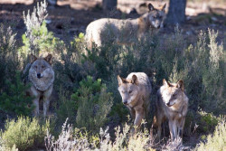 Cantabria, Galicia, Asturias y Cyl quieren tener voz y voto para la conservaci&oacute;n del lobo