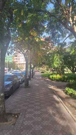 Cantabristas rechaza la tala "indiscriminada" de casi un centenar de &aacute;rboles en Laredo