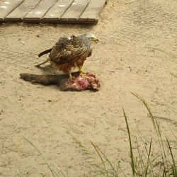 Contin&uacute;a el descenso reproductivo del milano real en Do&ntilde;ana pese a ser "su principal refugio" en Andaluc&iacute;a