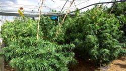 Golpe a la mayor red de marihuana: 52 cultivos falsamente legales, 372.000 plantas y 430 millones de negocio