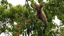 La FOP pide la reuni&oacute;n de la Mesa del Oso de Cantabria para consensuar un plan de acci&oacute;n para la coexistencia