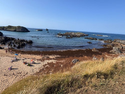Las playas de Noja perjudicadas por el alga asi&aacute;tica 