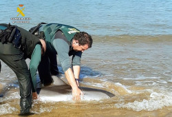 Muere un delf&iacute;n varado en la playa de Laredo