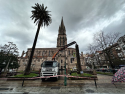 Retirada "por seguridad" los restos de una de las palmeras centenarias junto a La Asunci&oacute;n de Torrelavega