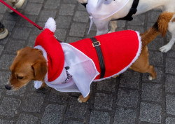 Torrelavega celebra este domingo su Carnaval de Mascotas con desfile y premios a los mejores disfraces