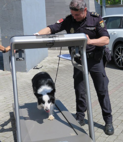Unidades Especiales de Gu&iacute;as Caninos de la Polic&iacute;a Nacional de Cantabria