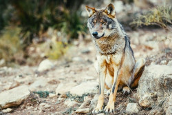 WWF denuncia a la Fiscal&iacute;a la decisi&oacute;n "unilateral" de Cantabria de cazar diez lobos